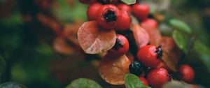 Preview wallpaper rowan, berries, branch, red, wet, macro