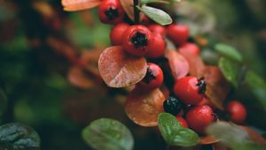 Preview wallpaper rowan, berries, branch, red, wet, macro