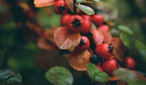 Preview wallpaper rowan, berries, branch, red, wet, macro