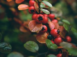 Preview wallpaper rowan, berries, branch, red, wet, macro