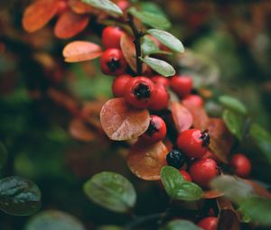 Preview wallpaper rowan, berries, branch, red, wet, macro