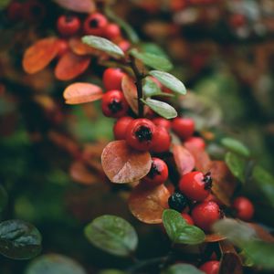 Preview wallpaper rowan, berries, branch, red, wet, macro