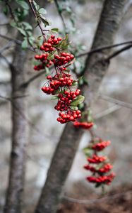 Preview wallpaper rowan, berries, branch, bunch, red, plant