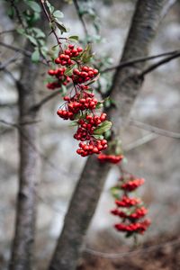 Preview wallpaper rowan, berries, branch, bunch, red, plant