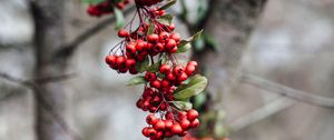 Preview wallpaper rowan, berries, branch, bunch, red, plant