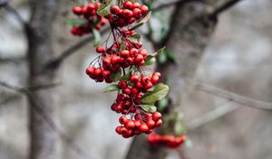 Preview wallpaper rowan, berries, branch, bunch, red, plant