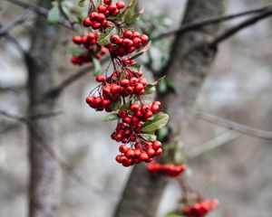 Preview wallpaper rowan, berries, branch, bunch, red, plant