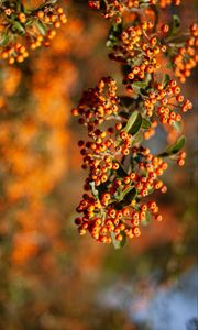 Preview wallpaper rowan, berries, branch, leaves, orange, macro