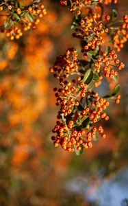 Preview wallpaper rowan, berries, branch, leaves, orange, macro