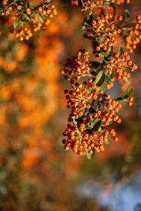 Preview wallpaper rowan, berries, branch, leaves, orange, macro