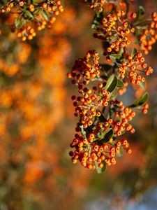 Preview wallpaper rowan, berries, branch, leaves, orange, macro