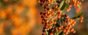Preview wallpaper rowan, berries, branch, leaves, orange, macro