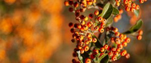Preview wallpaper rowan, berries, branch, leaves, orange, macro