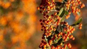 Preview wallpaper rowan, berries, branch, leaves, orange, macro