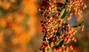 Preview wallpaper rowan, berries, branch, leaves, orange, macro