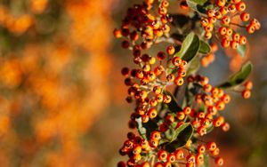 Preview wallpaper rowan, berries, branch, leaves, orange, macro