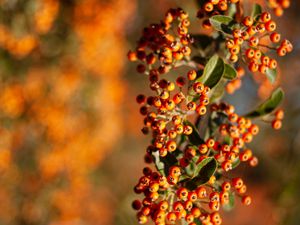 Preview wallpaper rowan, berries, branch, leaves, orange, macro