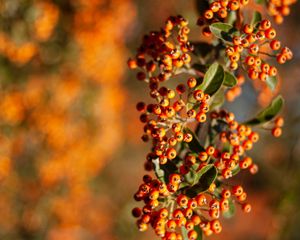 Preview wallpaper rowan, berries, branch, leaves, orange, macro