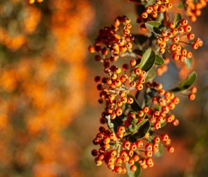 Preview wallpaper rowan, berries, branch, leaves, orange, macro