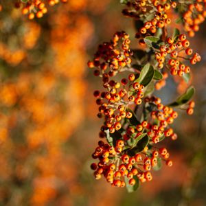 Preview wallpaper rowan, berries, branch, leaves, orange, macro