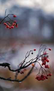 Preview wallpaper rowan, berries, branch, drops, autumn, macro