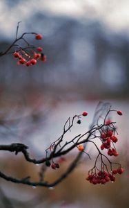 Preview wallpaper rowan, berries, branch, drops, autumn, macro