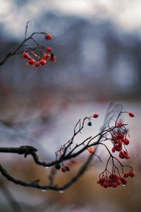 Preview wallpaper rowan, berries, branch, drops, autumn, macro