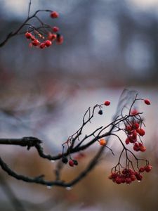 Preview wallpaper rowan, berries, branch, drops, autumn, macro