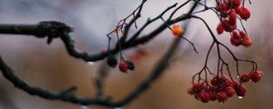 Preview wallpaper rowan, berries, branch, drops, autumn, macro