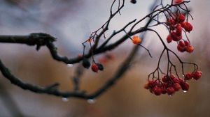 Preview wallpaper rowan, berries, branch, drops, autumn, macro