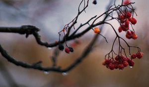 Preview wallpaper rowan, berries, branch, drops, autumn, macro