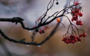 Preview wallpaper rowan, berries, branch, drops, autumn, macro