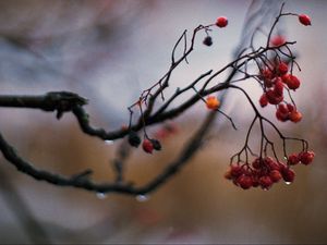 Preview wallpaper rowan, berries, branch, drops, autumn, macro