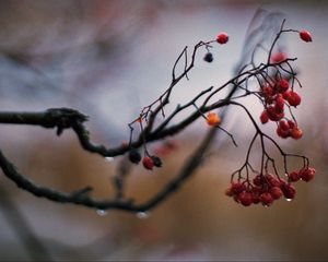 Preview wallpaper rowan, berries, branch, drops, autumn, macro