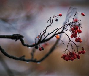 Preview wallpaper rowan, berries, branch, drops, autumn, macro