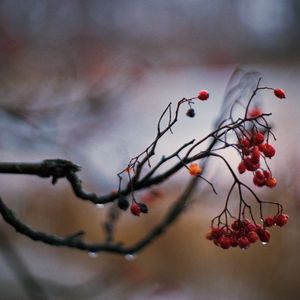 Preview wallpaper rowan, berries, branch, drops, autumn, macro