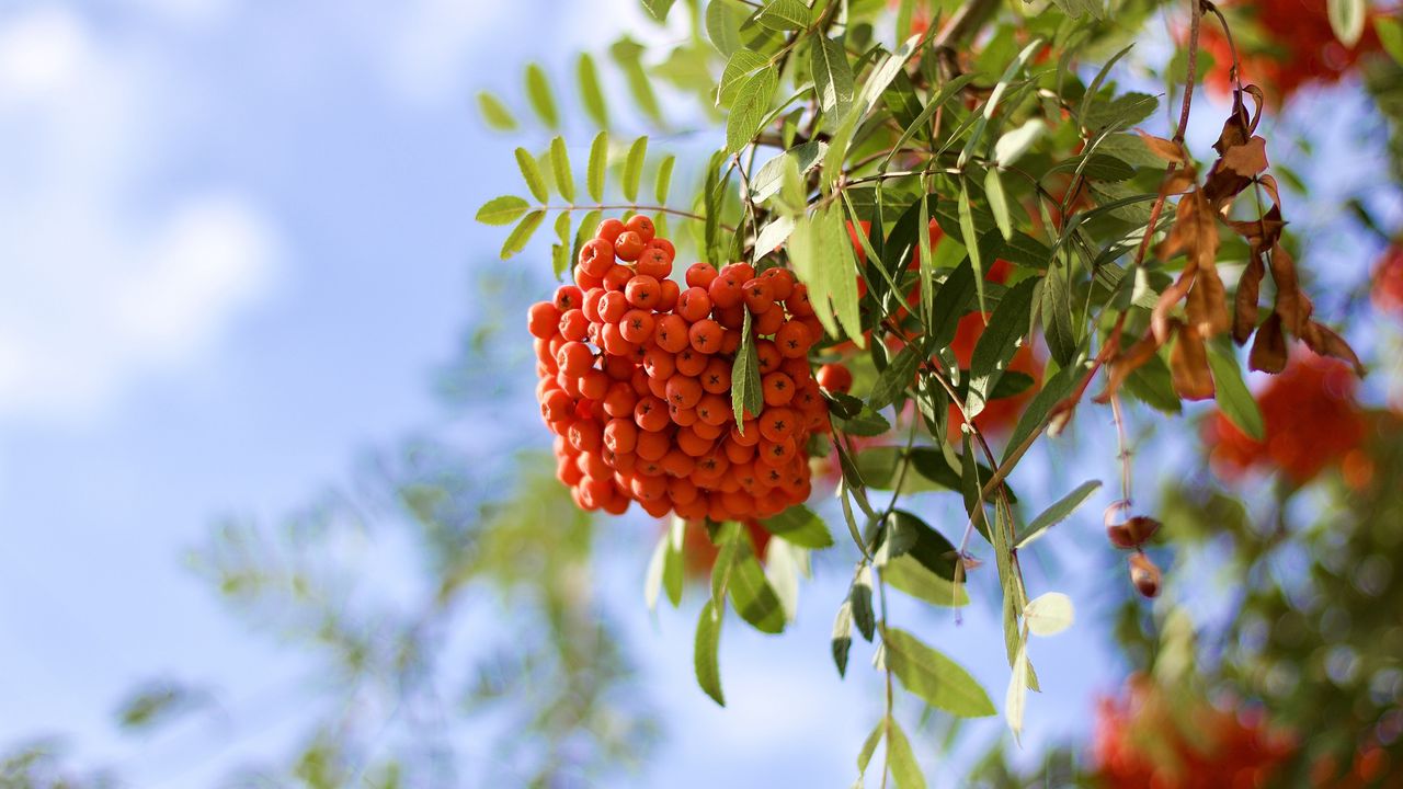 Wallpaper rowan, berries, branch, light, macro