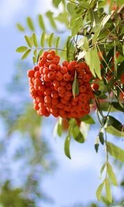 Preview wallpaper rowan, berries, branch, light, macro