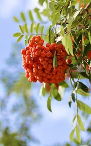 Preview wallpaper rowan, berries, branch, light, macro