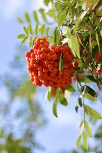 Preview wallpaper rowan, berries, branch, light, macro