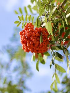 Preview wallpaper rowan, berries, branch, light, macro