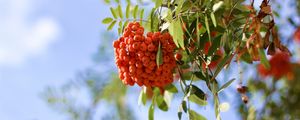 Preview wallpaper rowan, berries, branch, light, macro