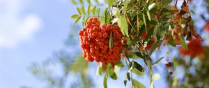 Preview wallpaper rowan, berries, branch, light, macro