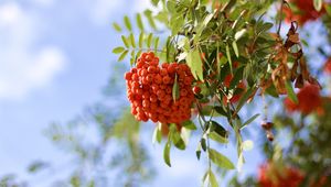 Preview wallpaper rowan, berries, branch, light, macro