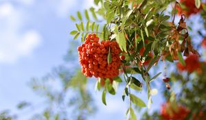 Preview wallpaper rowan, berries, branch, light, macro