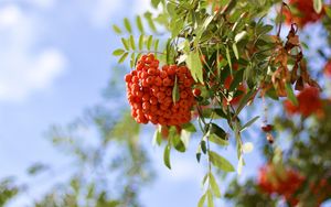 Preview wallpaper rowan, berries, branch, light, macro