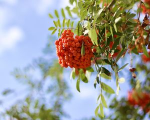 Preview wallpaper rowan, berries, branch, light, macro