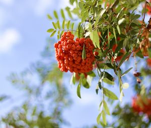 Preview wallpaper rowan, berries, branch, light, macro