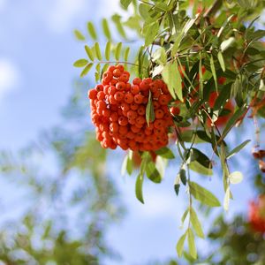 Preview wallpaper rowan, berries, branch, light, macro