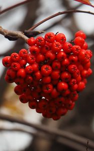 Preview wallpaper rowan, berries, branch, autumn, macro